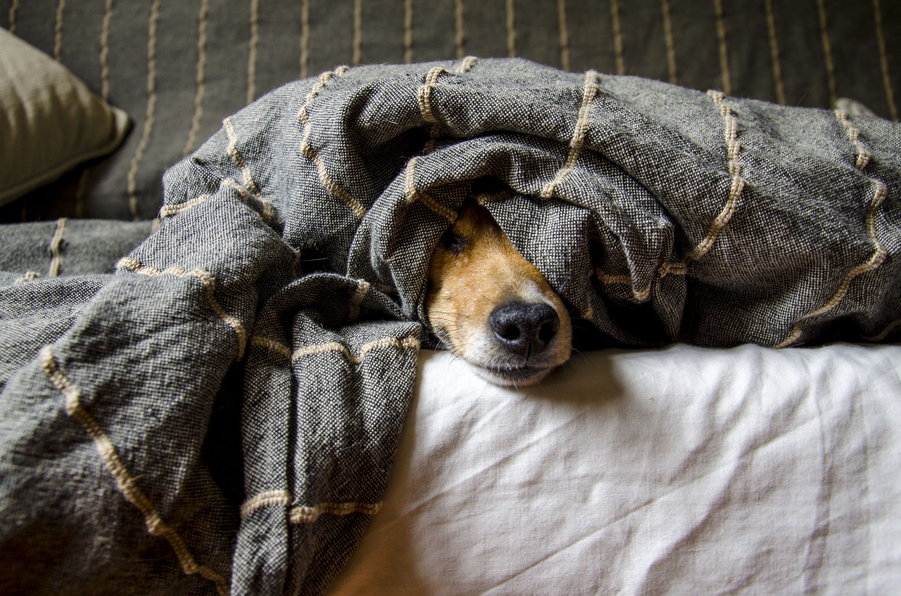 How to Keep Your Pets Safe During Natural Disasters